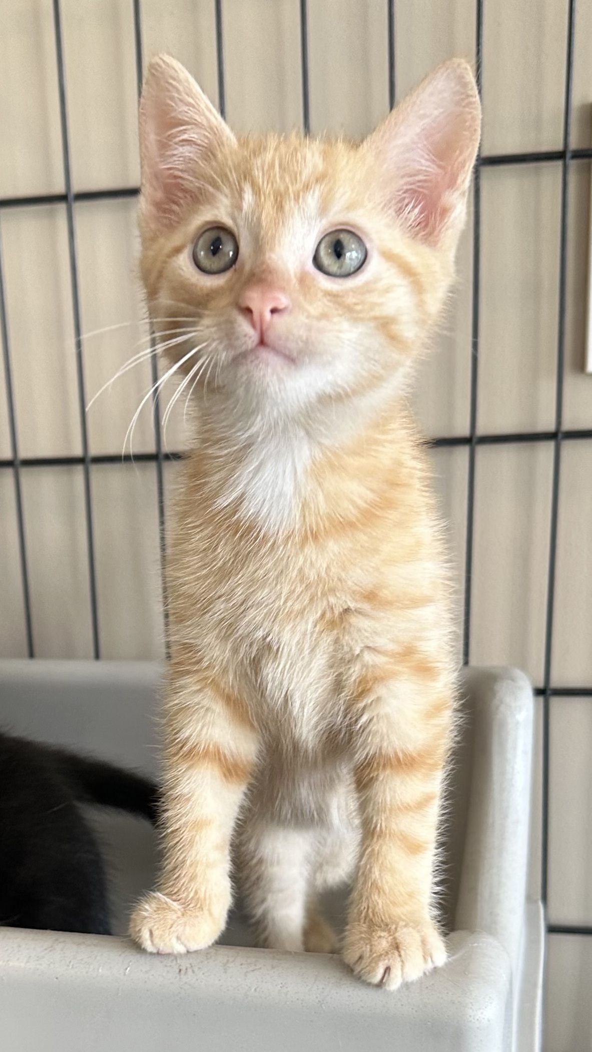 Gallery image: Cracker