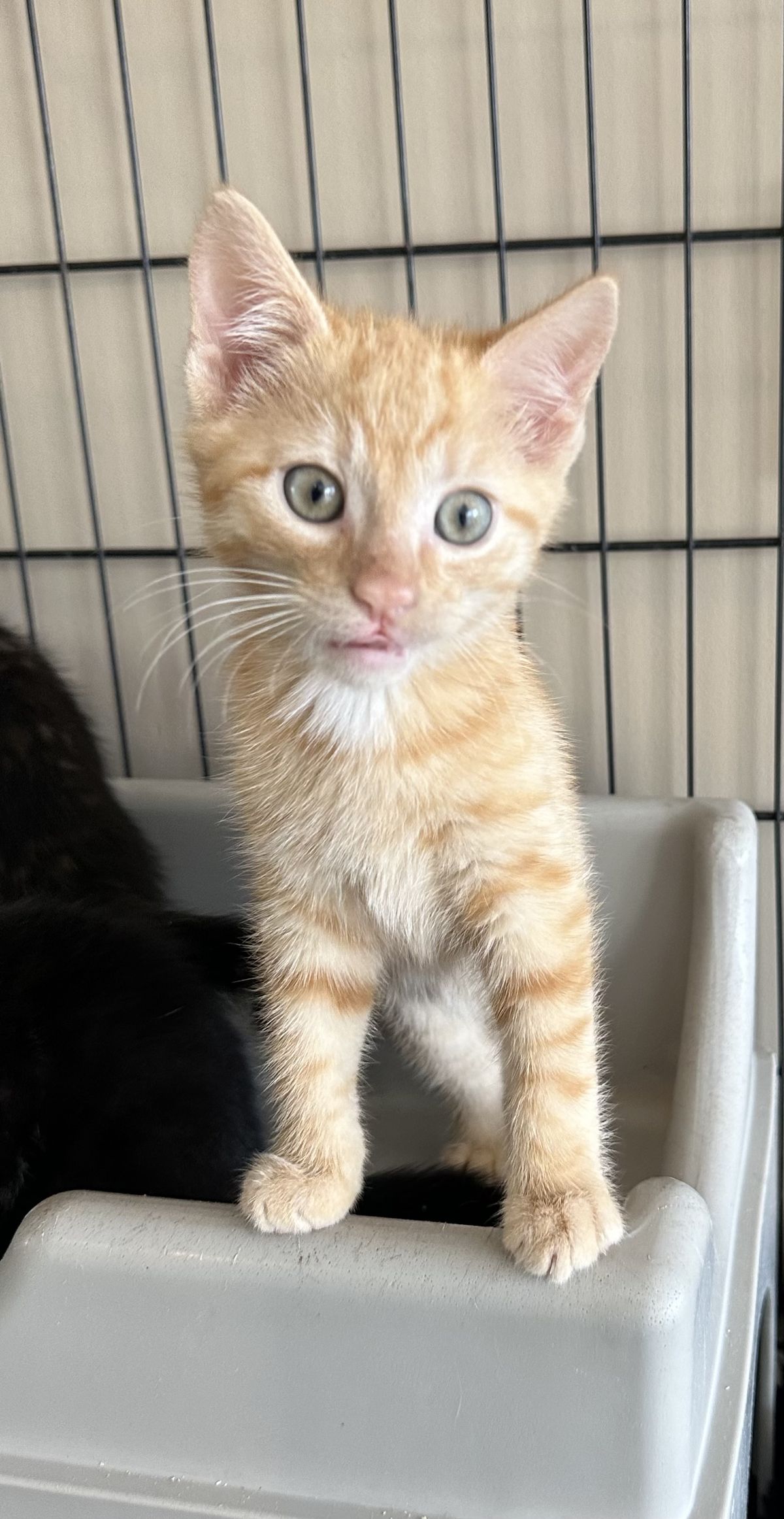 Gallery image: Cracker