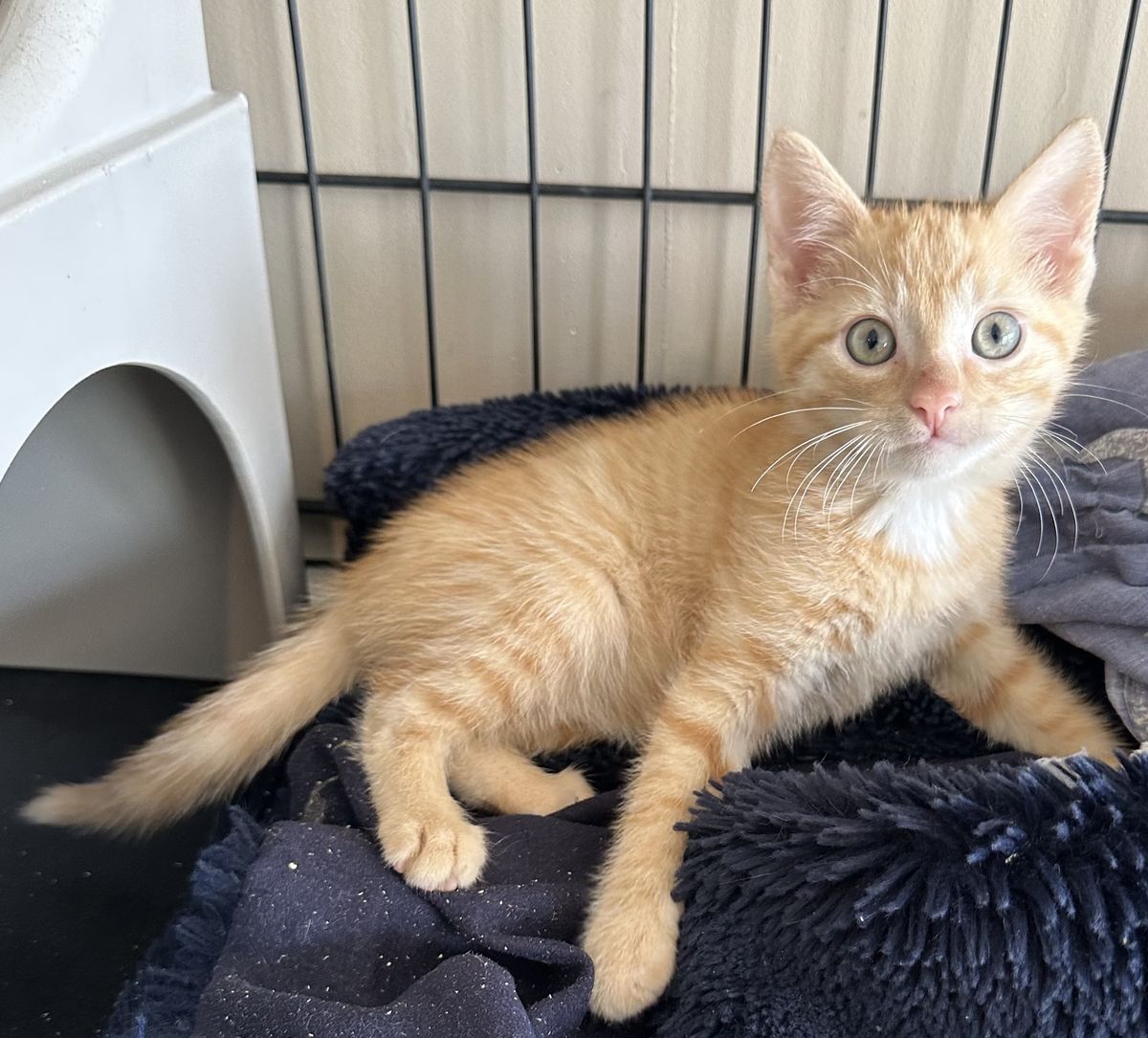 Gallery image: Cracker