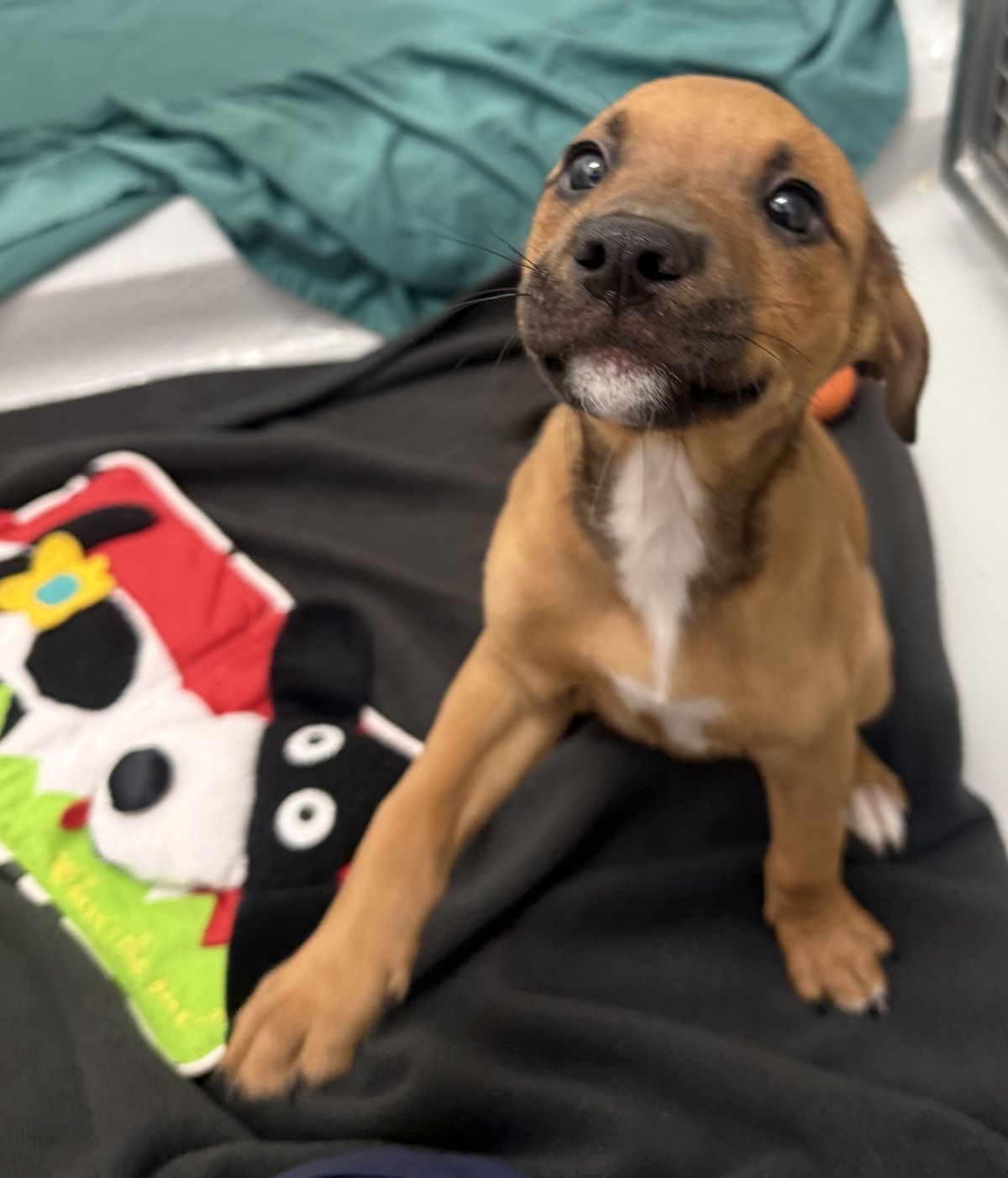 Gallery image: Biscuit