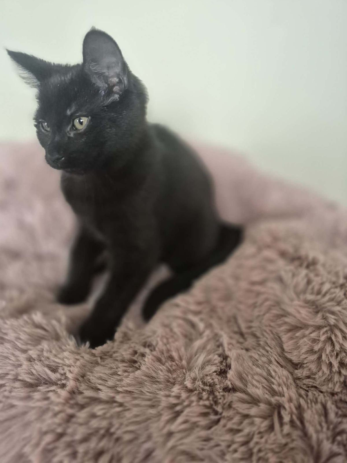 Gallery image: Pickles