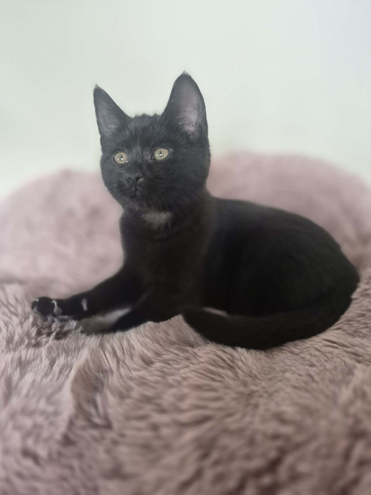 Gallery image: Wiggles