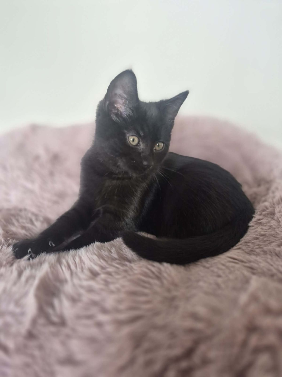 Gallery image: Wiggles