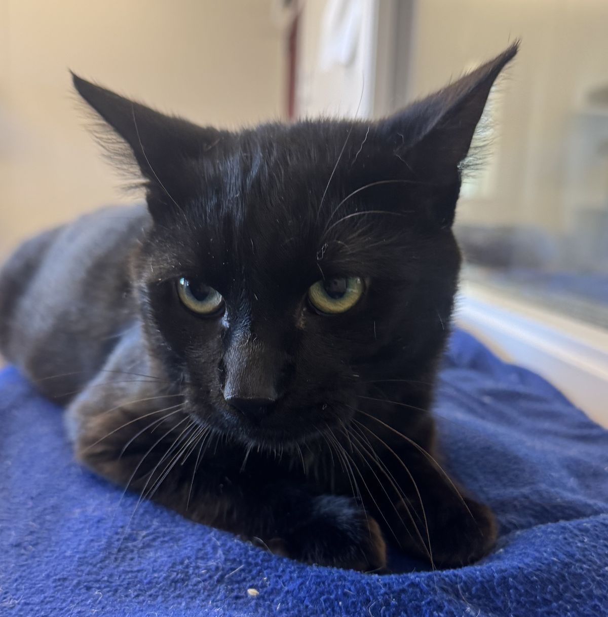 Gallery image: Kayson