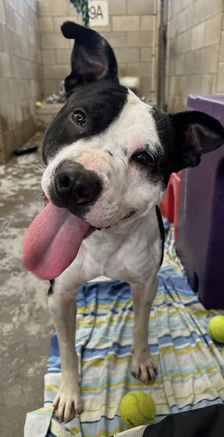 Gallery image: Tigger