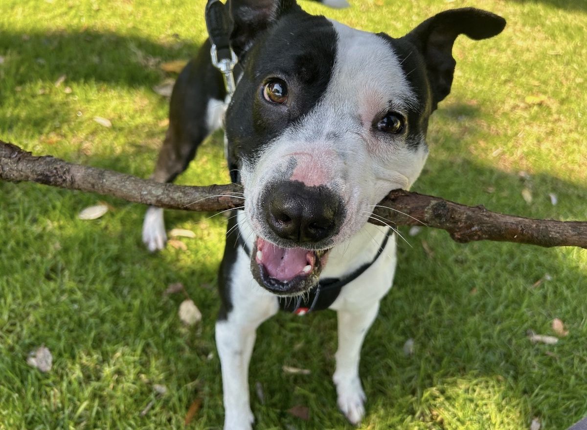 Gallery image: Tigger