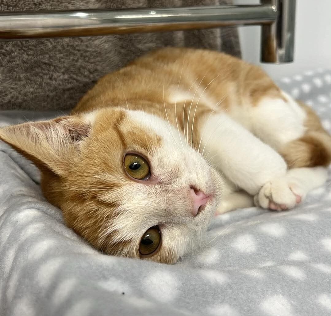 Gallery image: Feefee