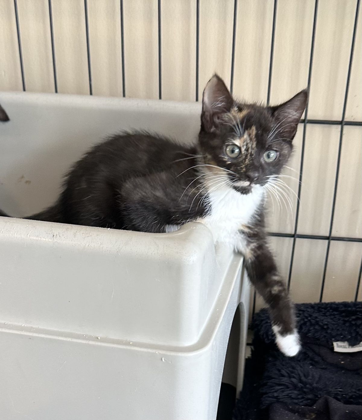 Gallery image: Cookie