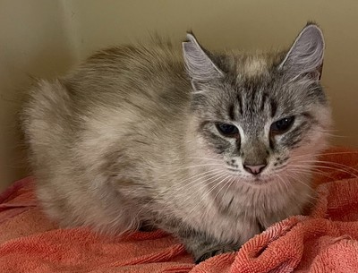 Wiki - Domestic Medium Hair