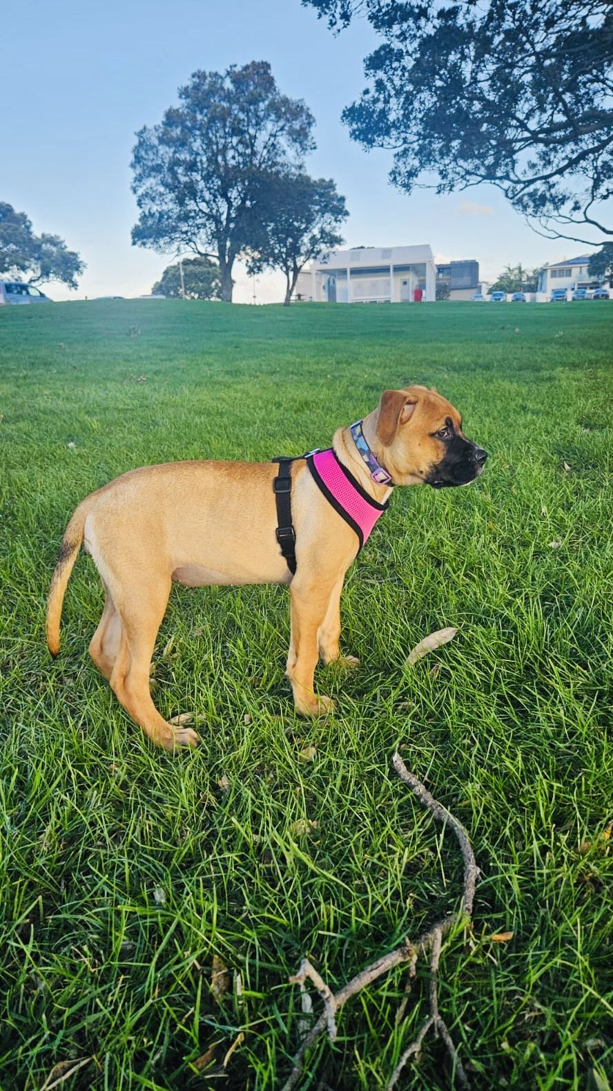 Gallery image: Petal