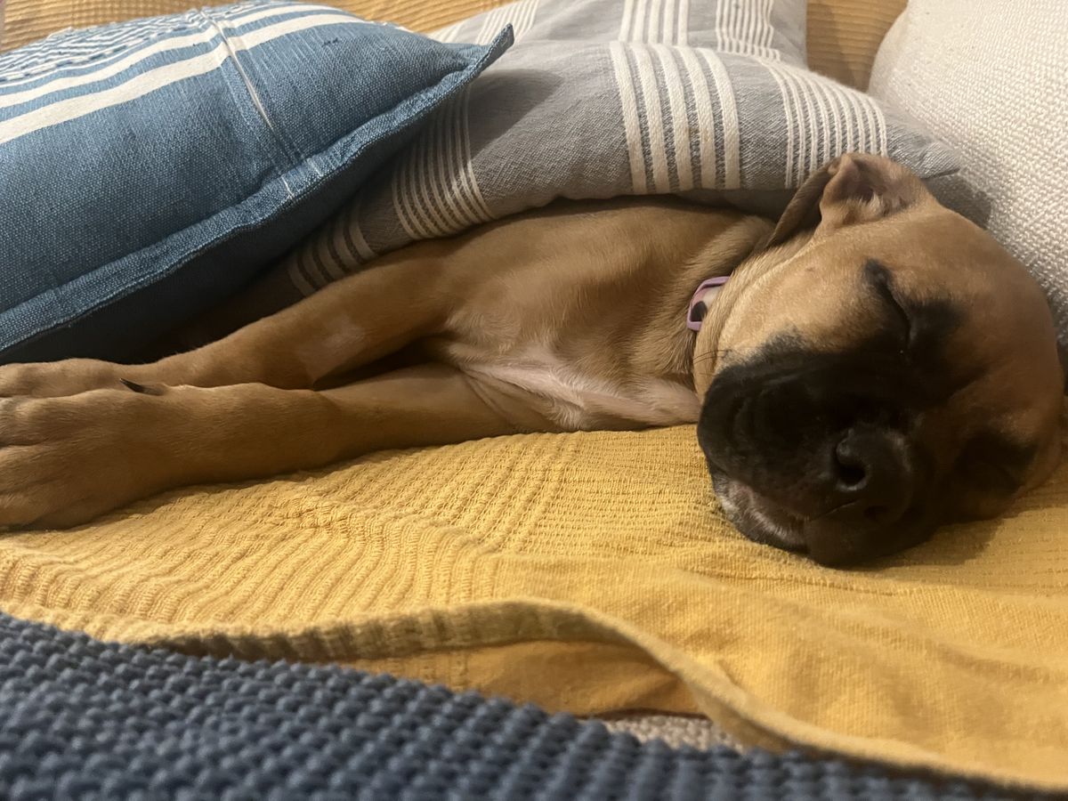 Gallery image: Petal