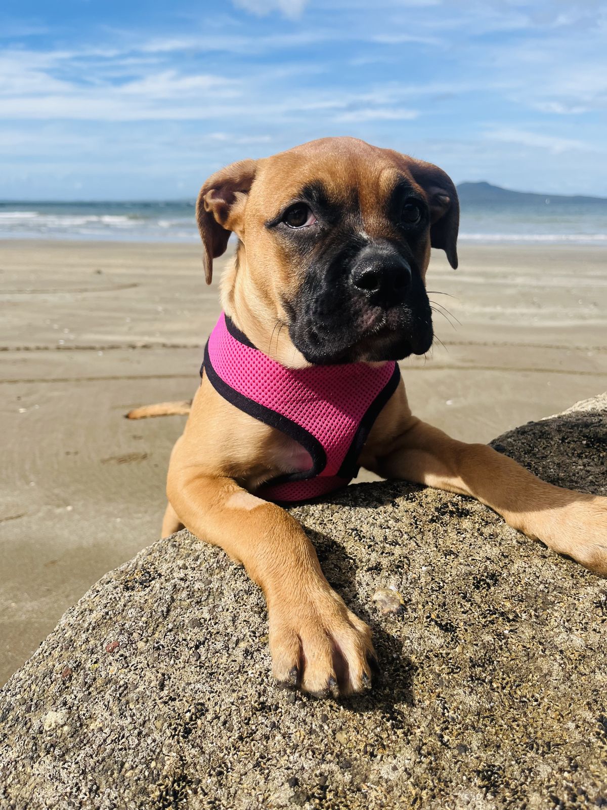 Gallery image: Petal