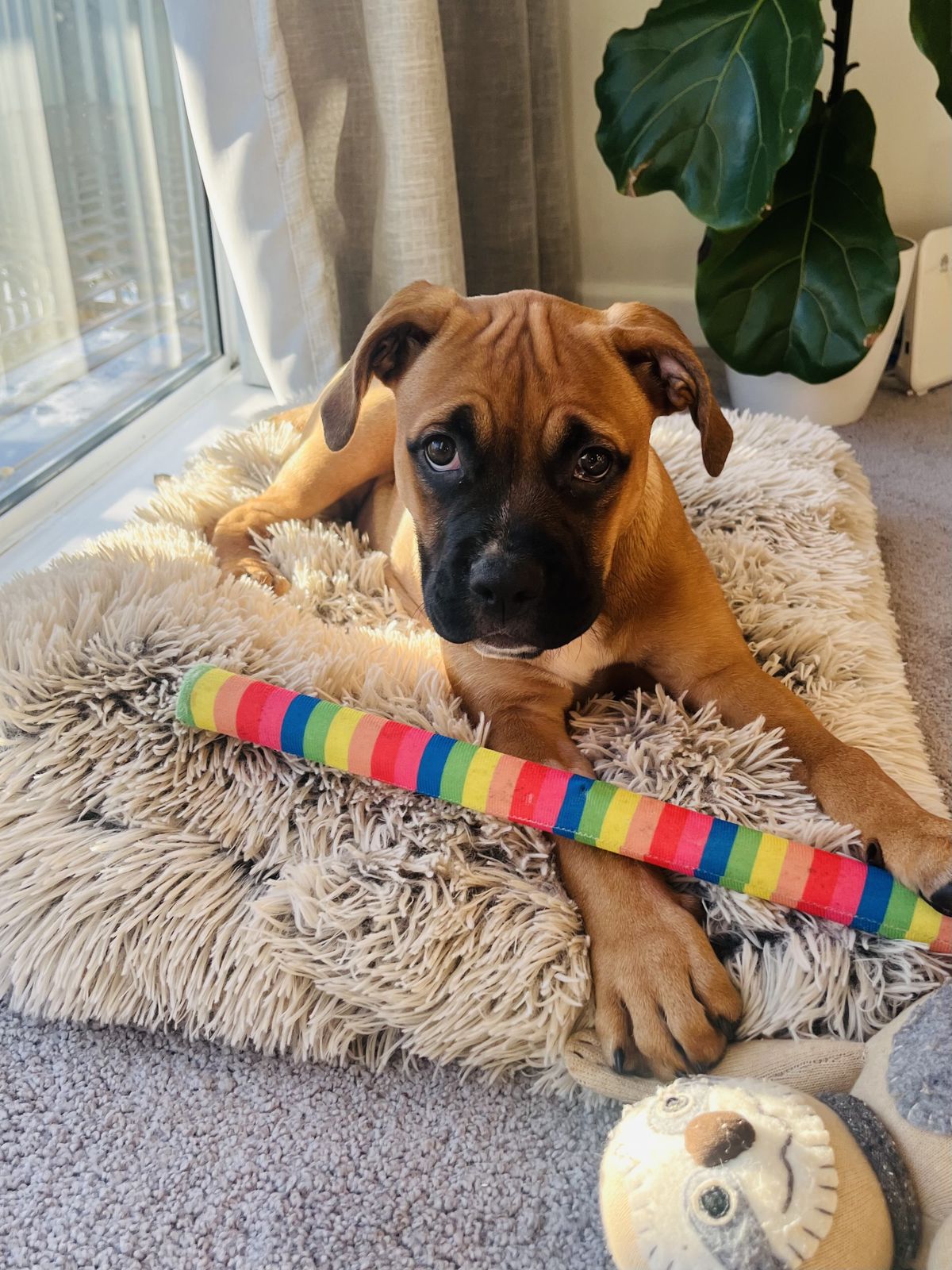 Gallery image: Petal