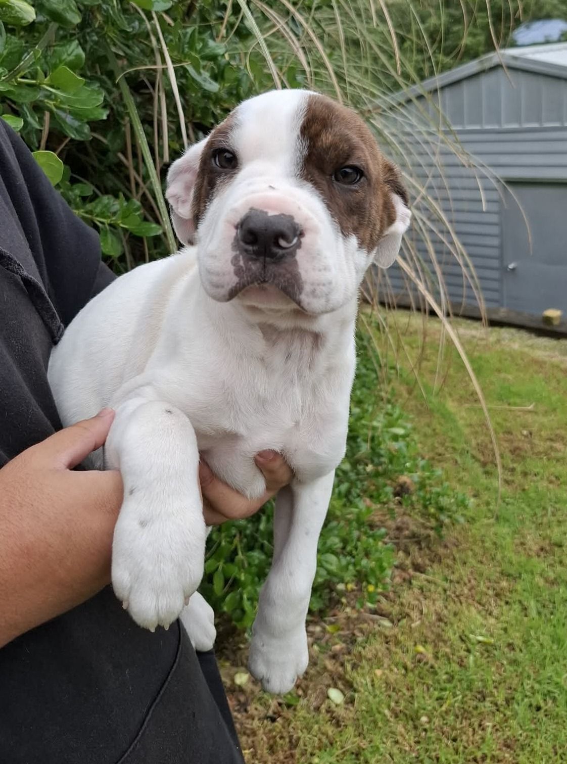 Gallery image: Raichu