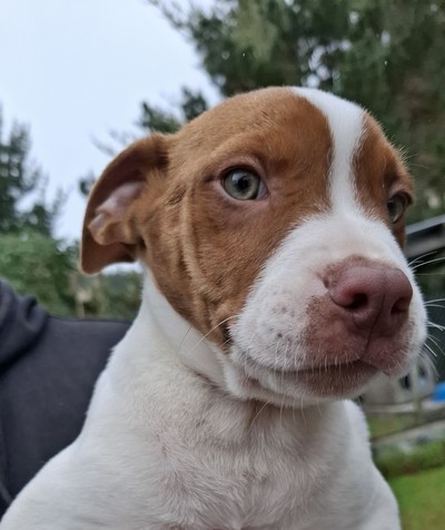 Pika - Staffy