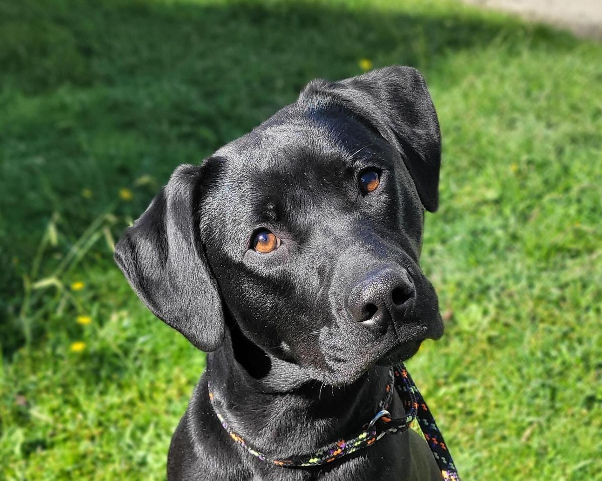 Gallery image: Tonka