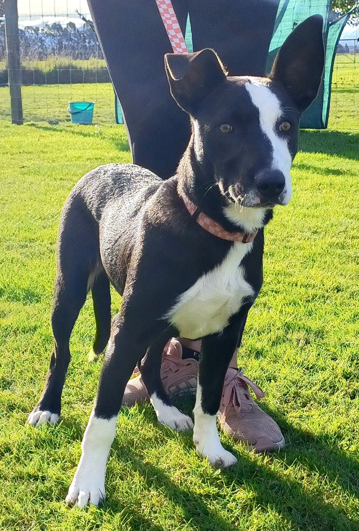 Gallery image: Namaari