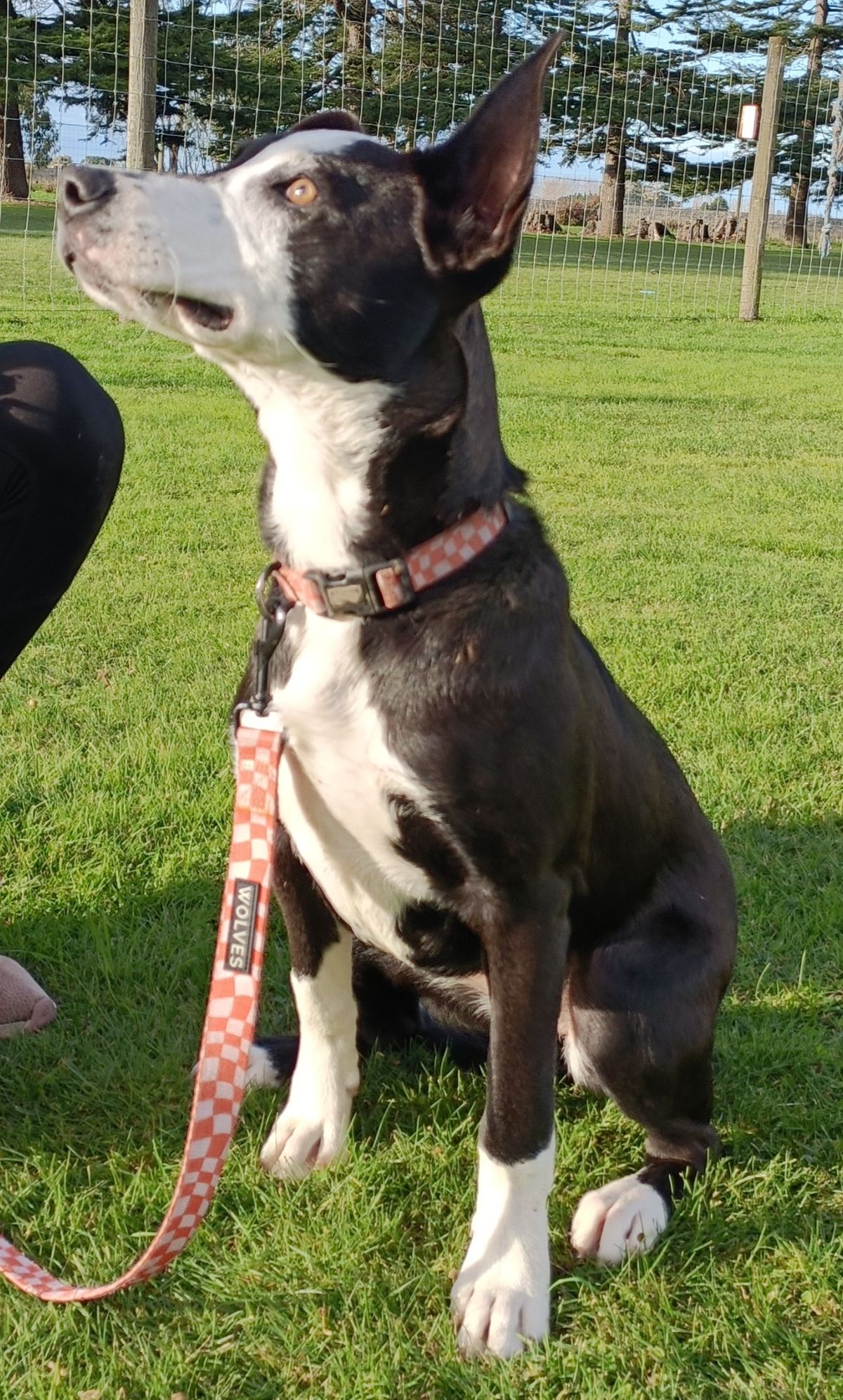 Gallery image: Namaari