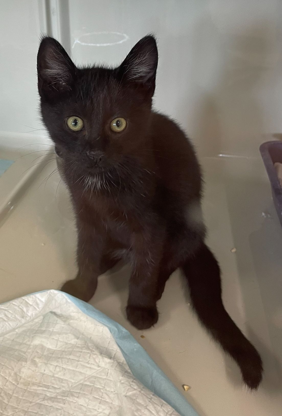 Gallery image: Maple