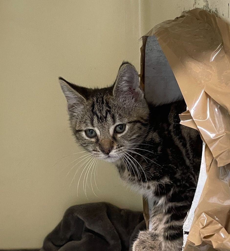 Gallery image: Violet