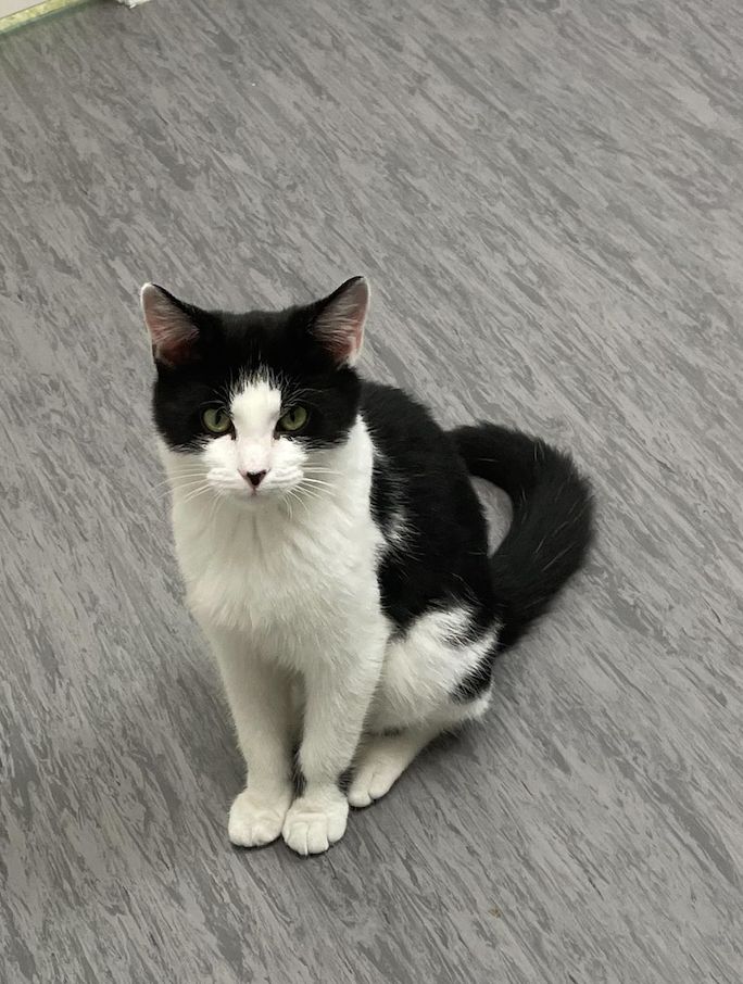 Gallery image: Domino