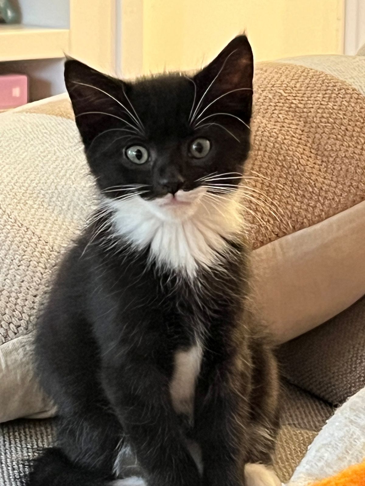 Gallery image: Mouse