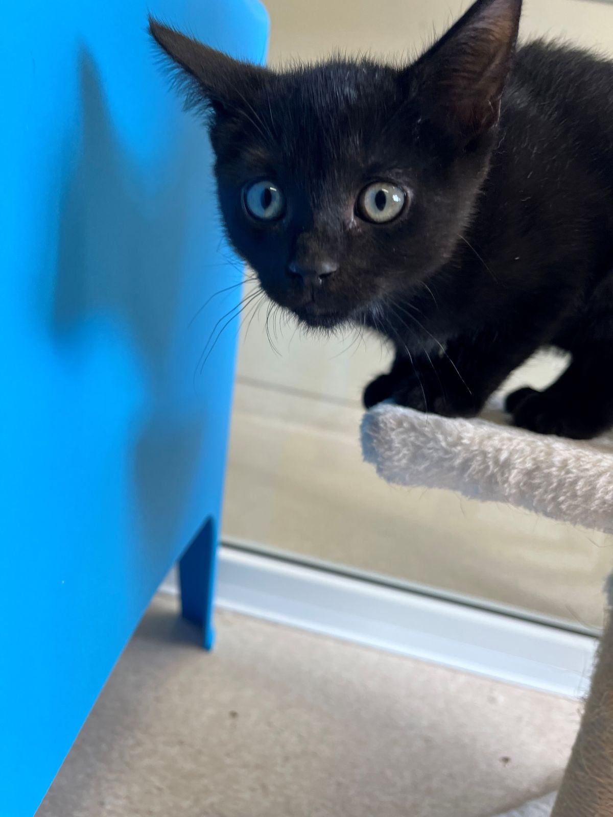 Gallery image: Otter