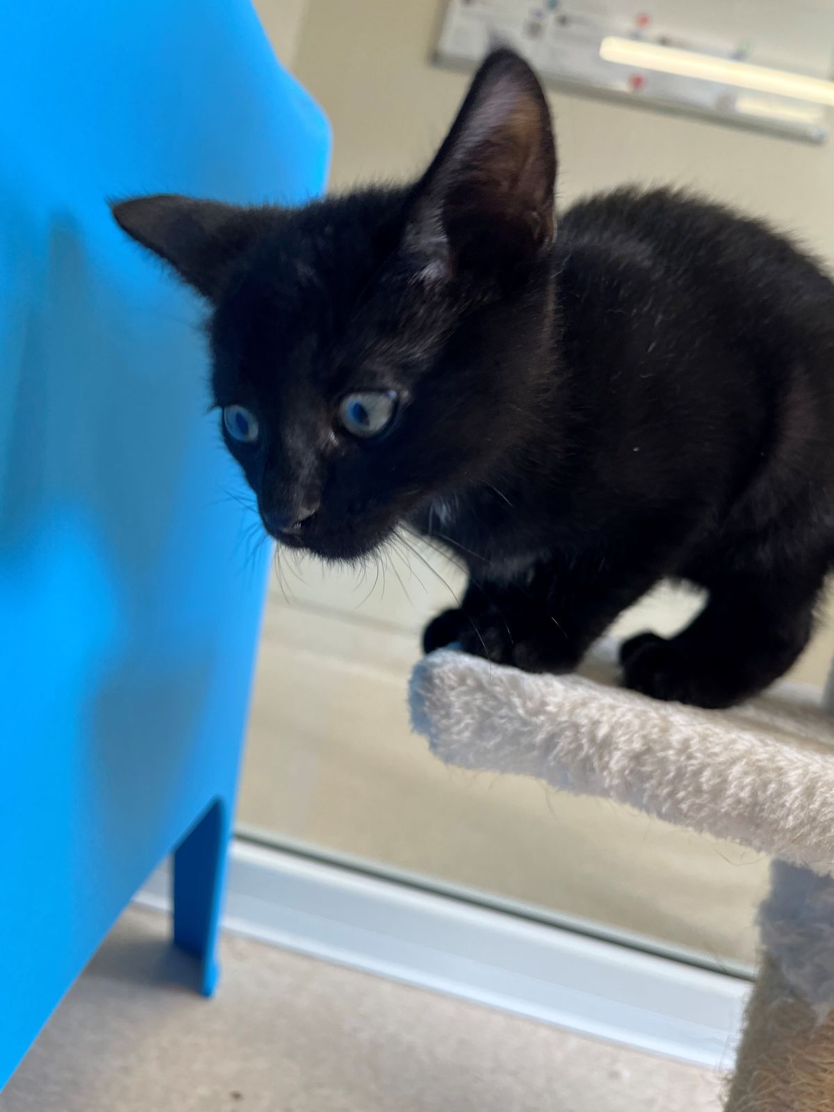 Gallery image: Otter