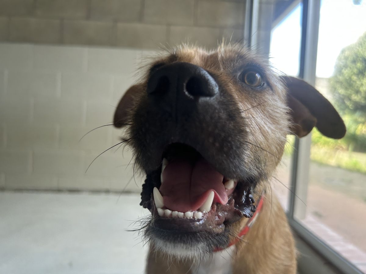 Gallery image: Rufus