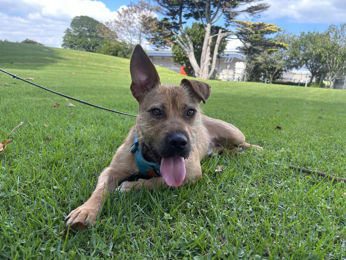 Gallery image: Rufus