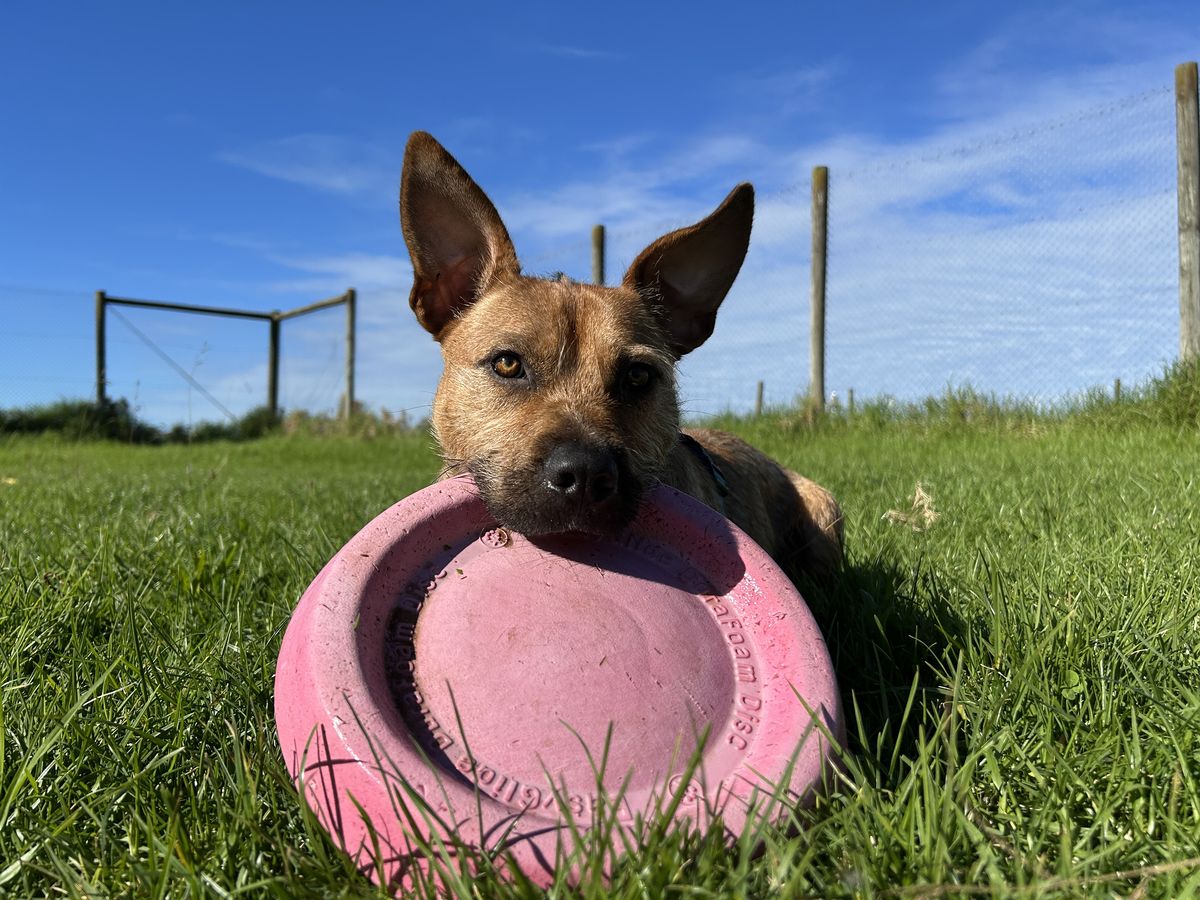 Gallery image: Rufus