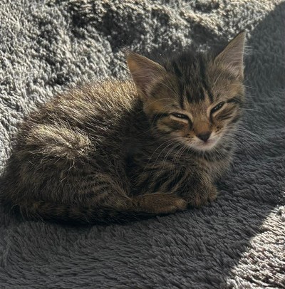 Miss Toby - Domestic Short Hair