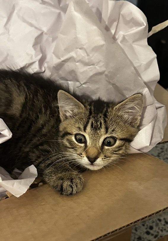 Gallery image: Miss Toby