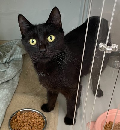 Luna - Domestic Short Hair