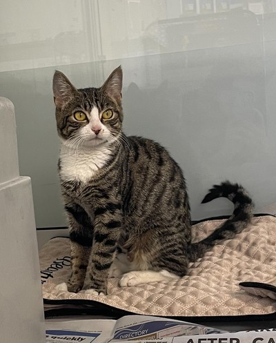 Socks - Domestic Short Hair