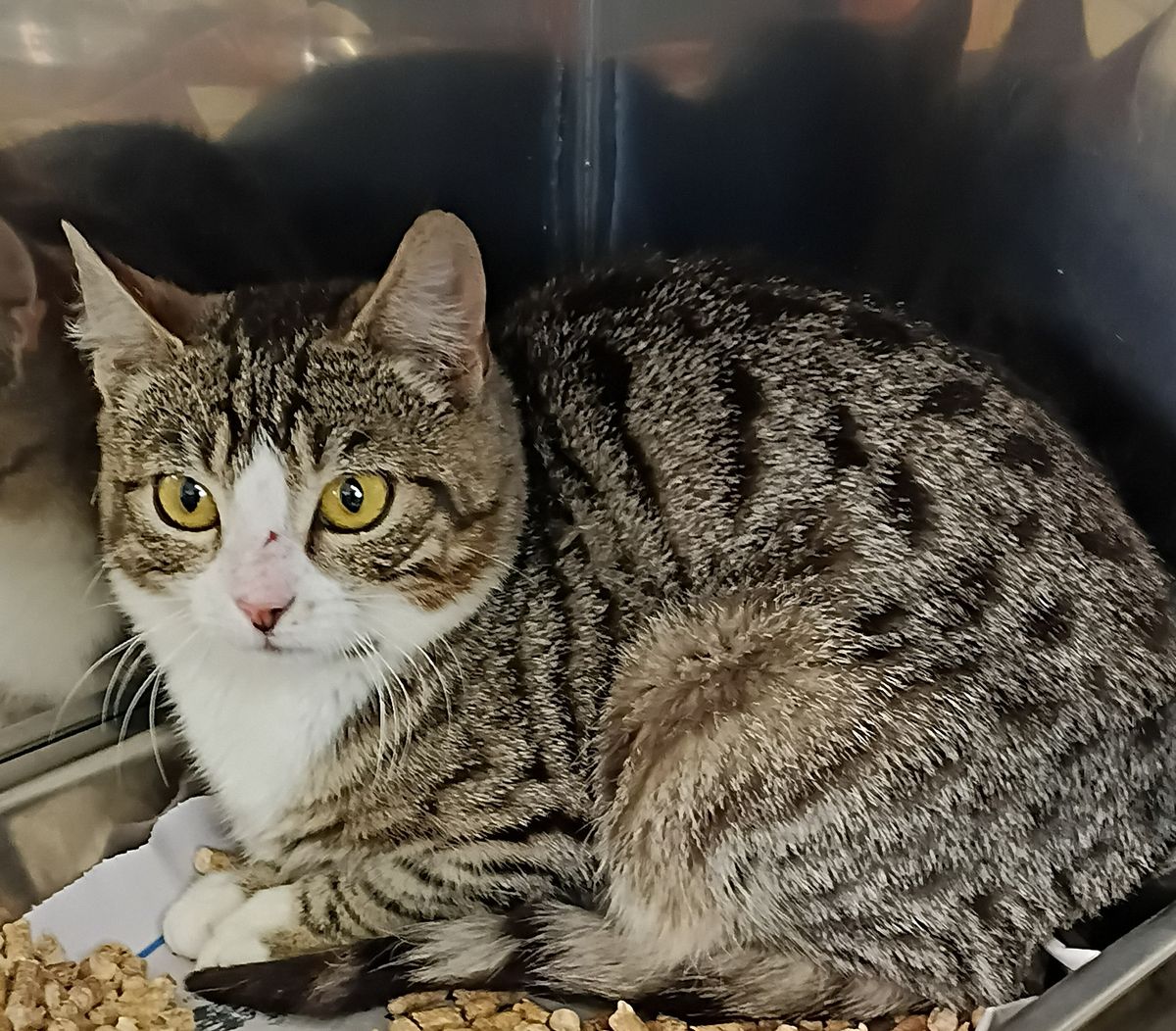 Gallery image: Socks