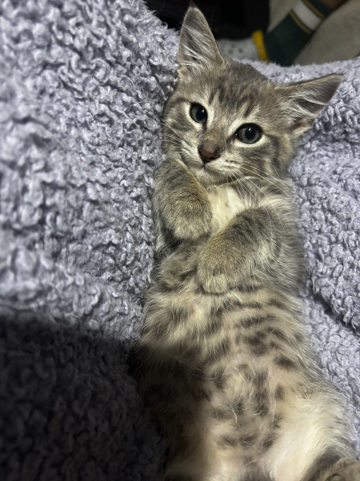 Gallery image: Pearl