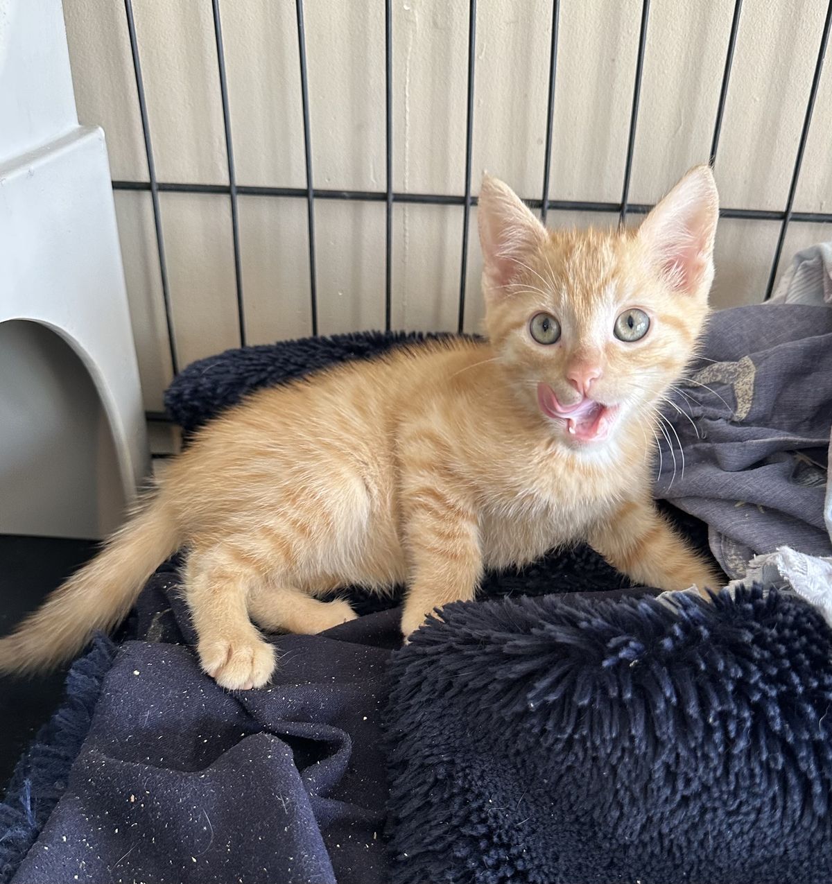 Gallery image: Cracker