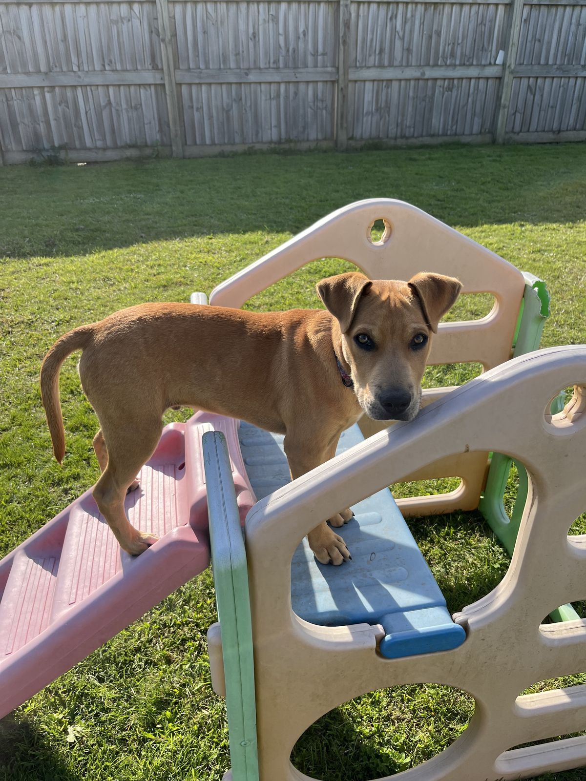 Gallery image: Huckleberry