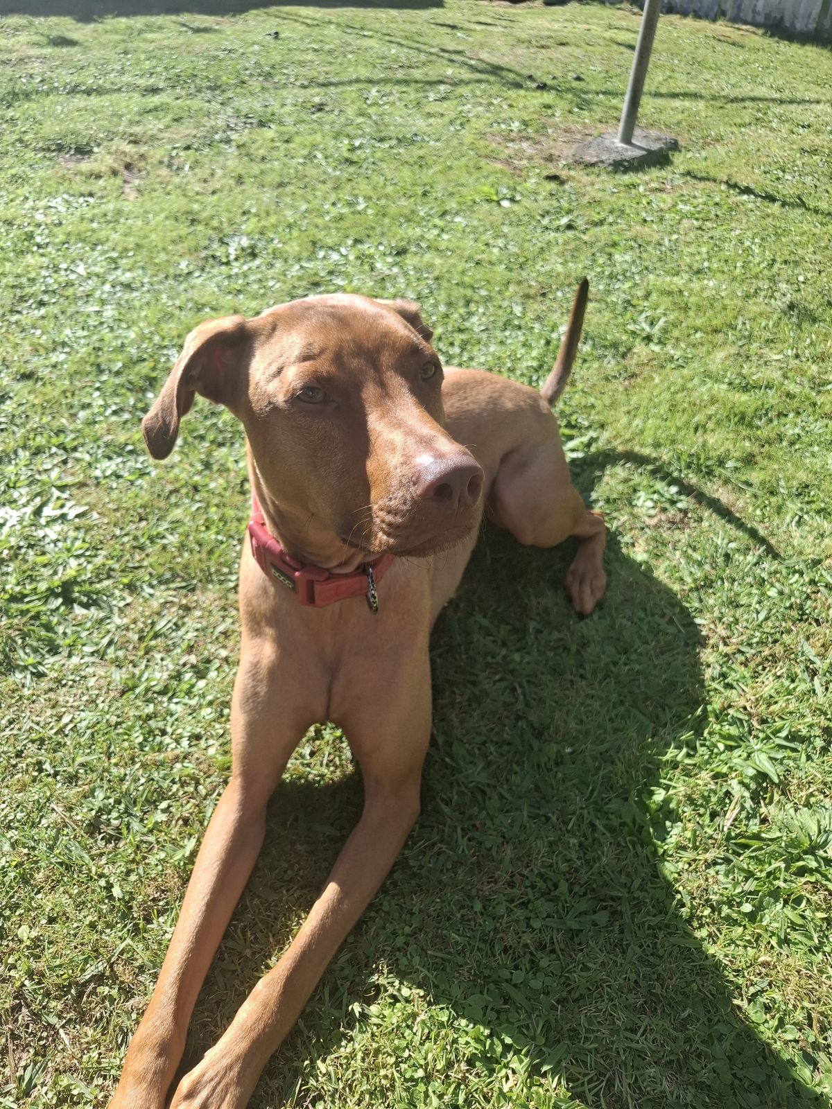 Gallery image: Charlie 