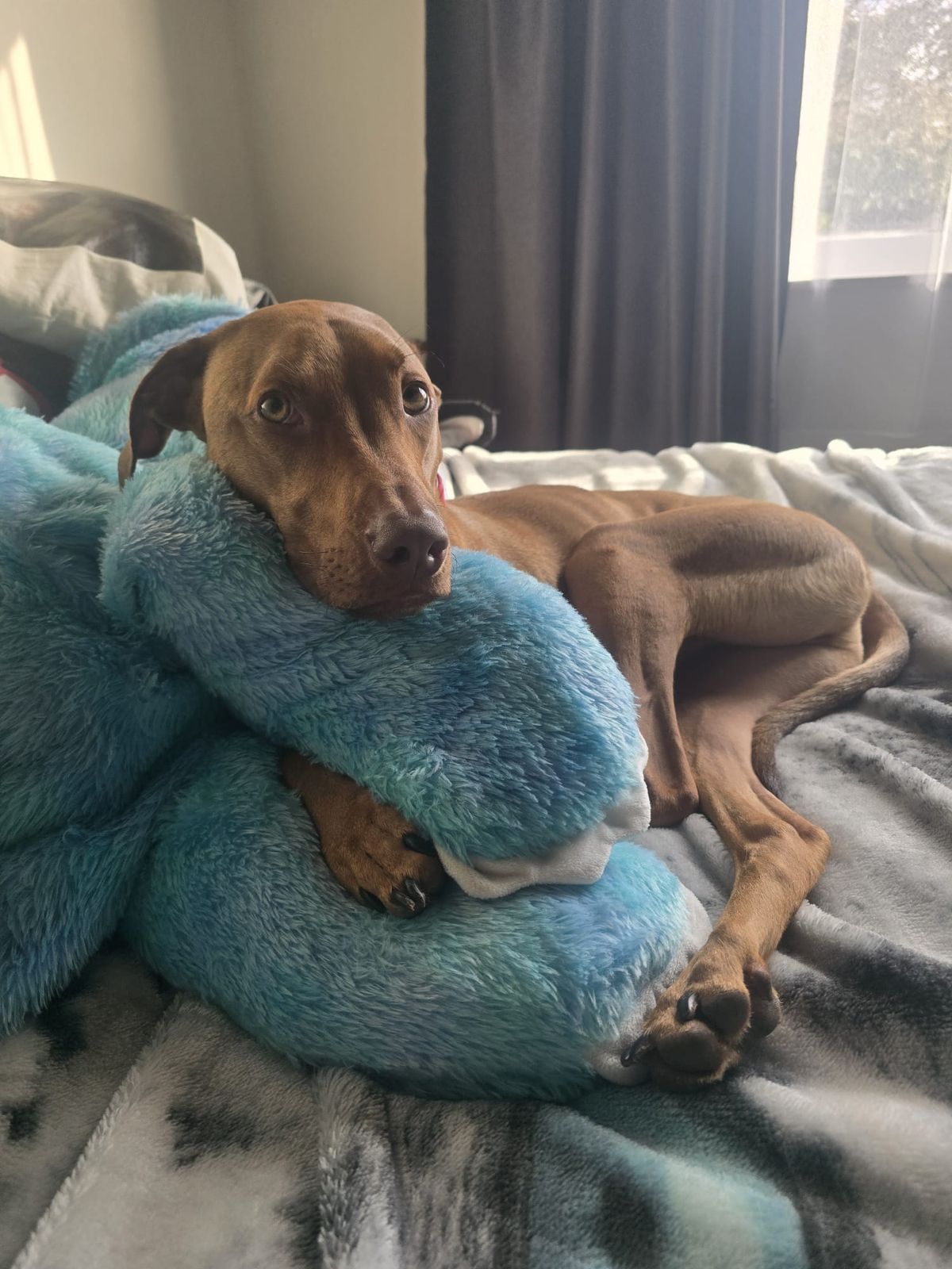 Gallery image: Charlie 