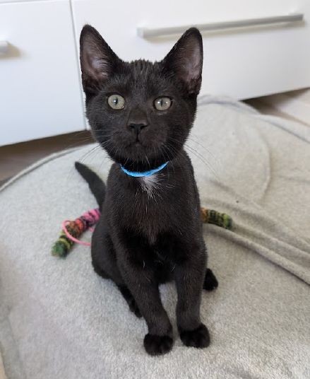 Gallery image: Blaise