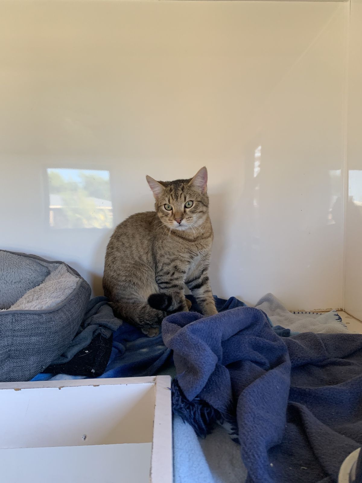 Gallery image: Caspian