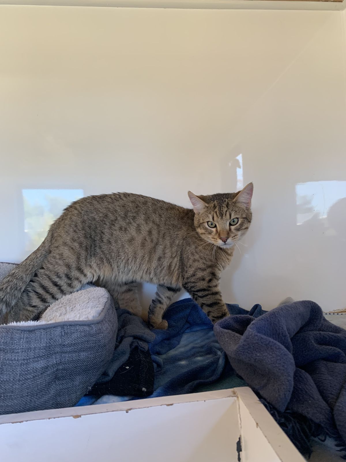 Gallery image: Caspian