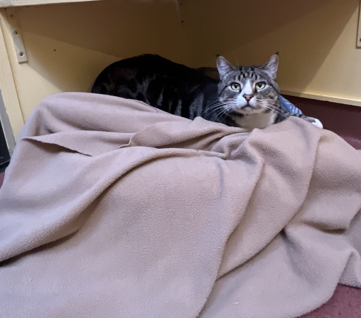 Gallery image: Rumble