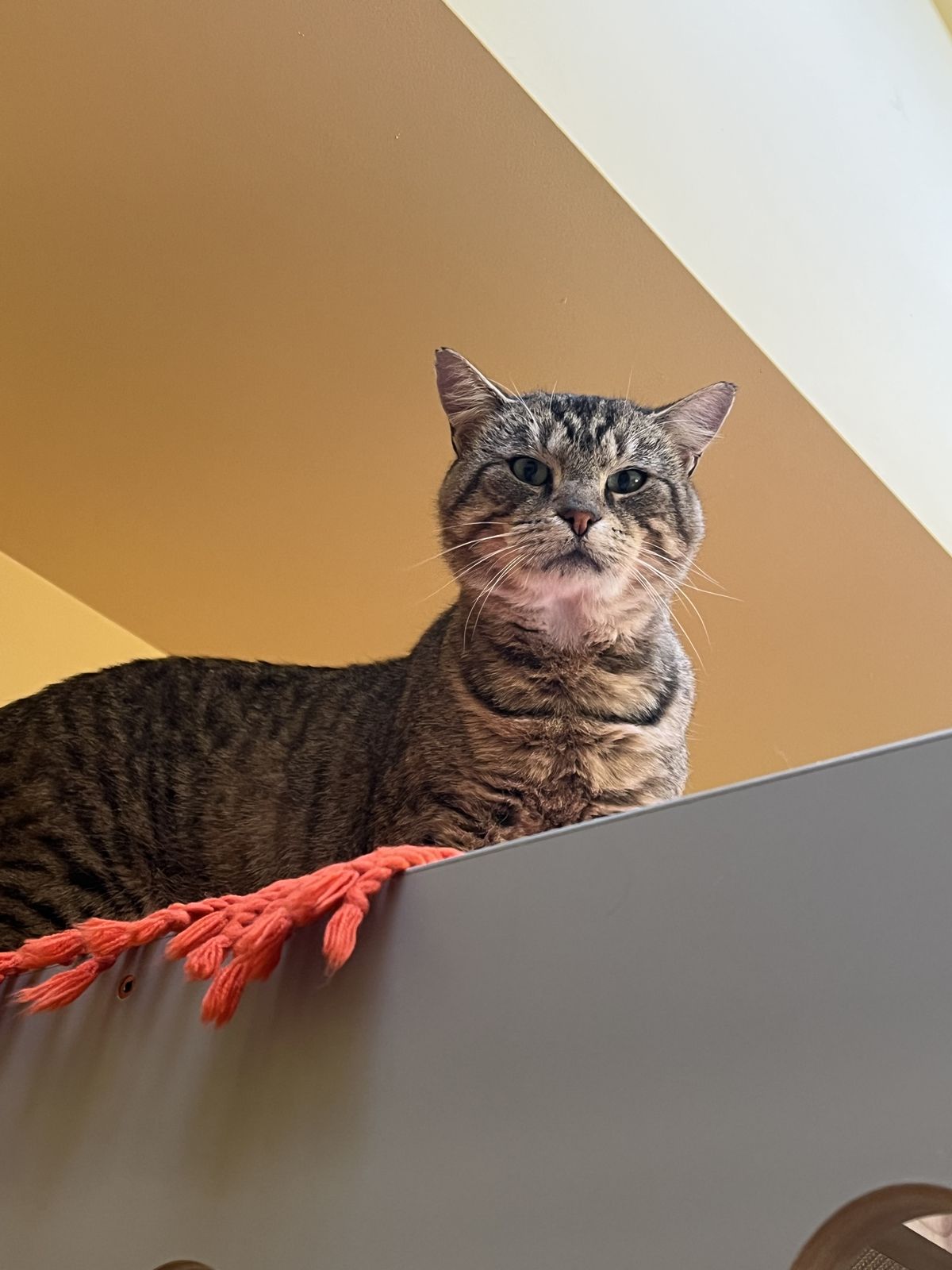 Gallery image: Oscar