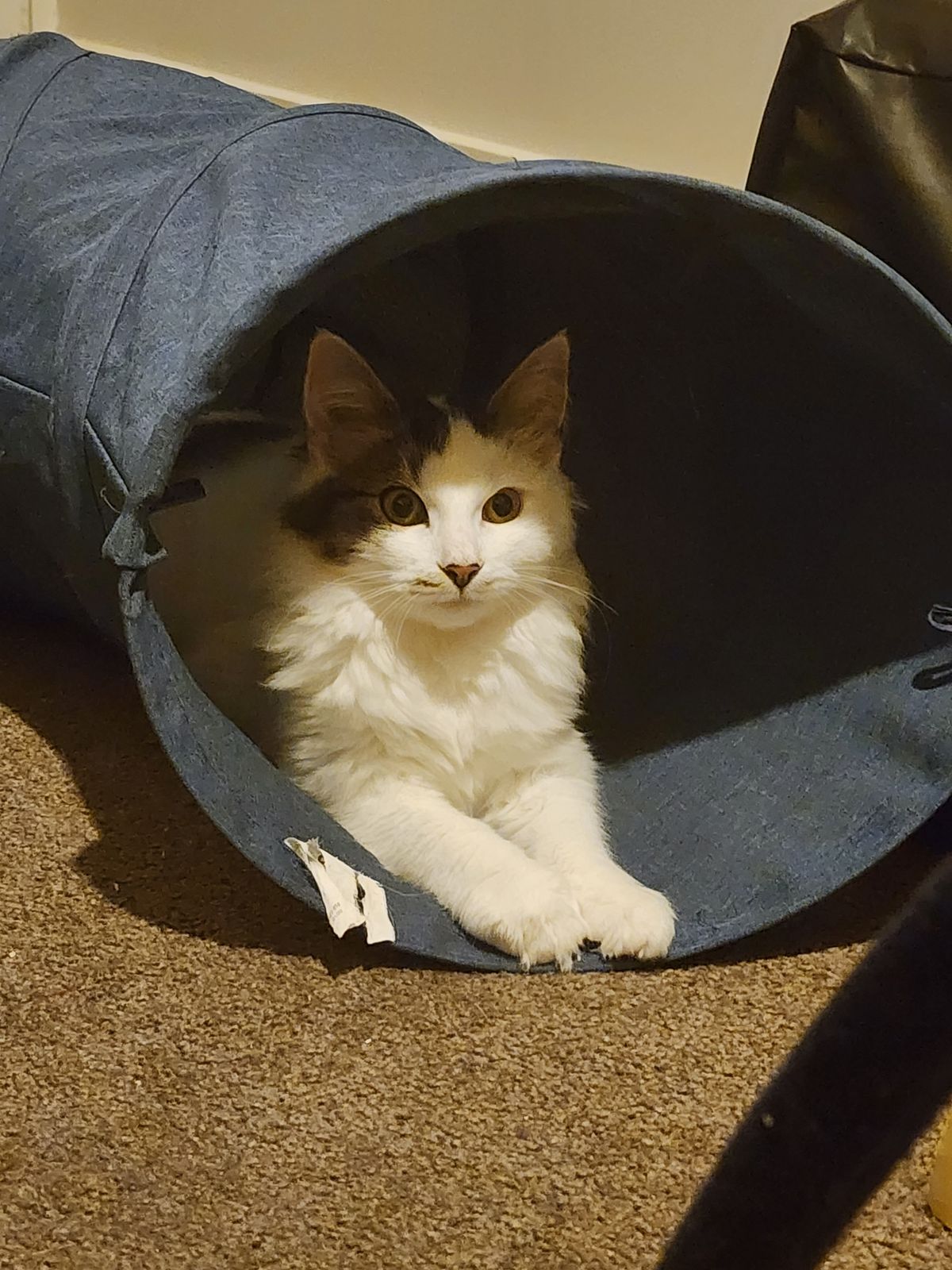 Gallery image: Saffron