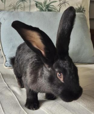 Gallery image: Bon Bon