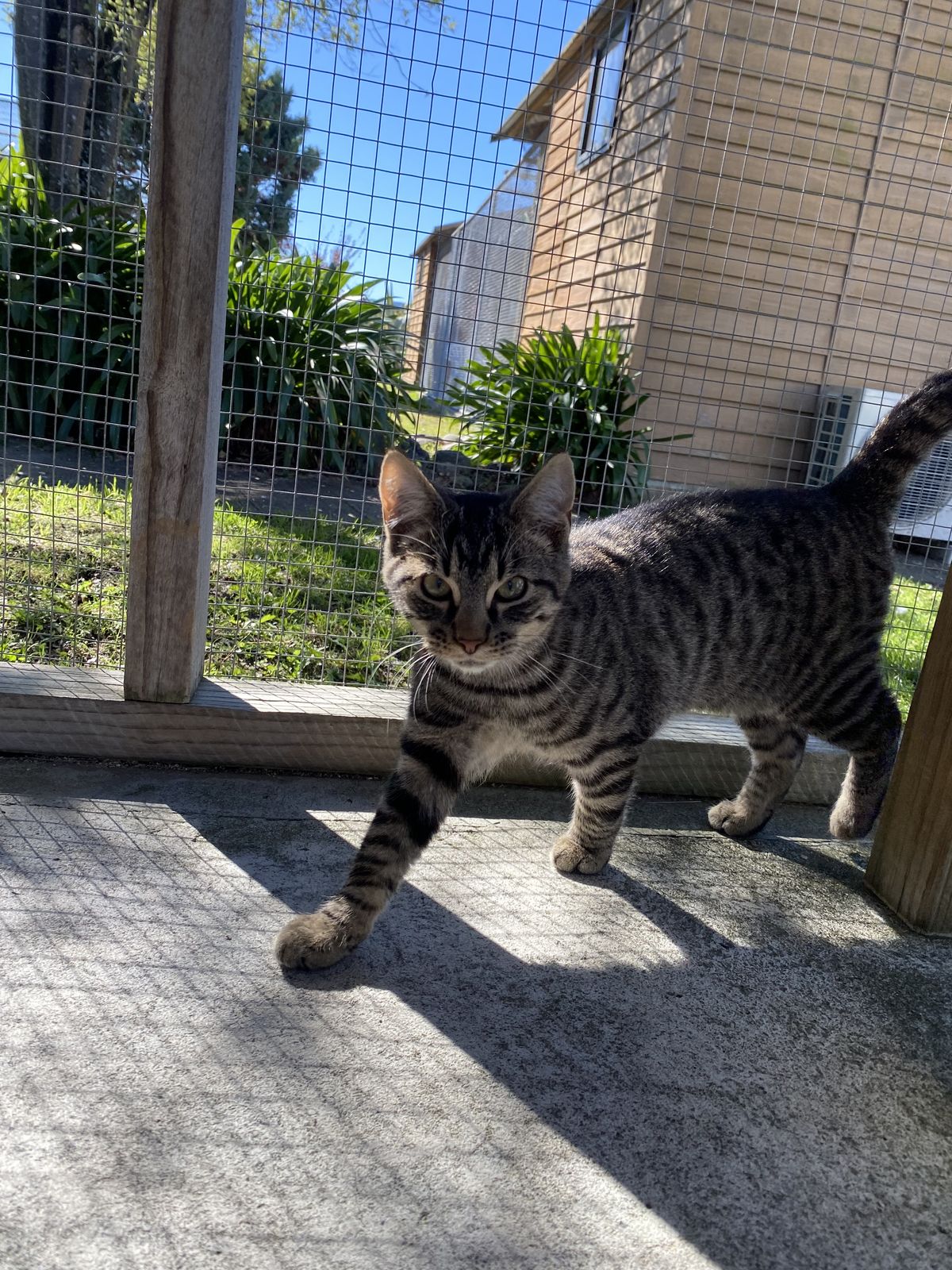 Gallery image: Elfish Presley