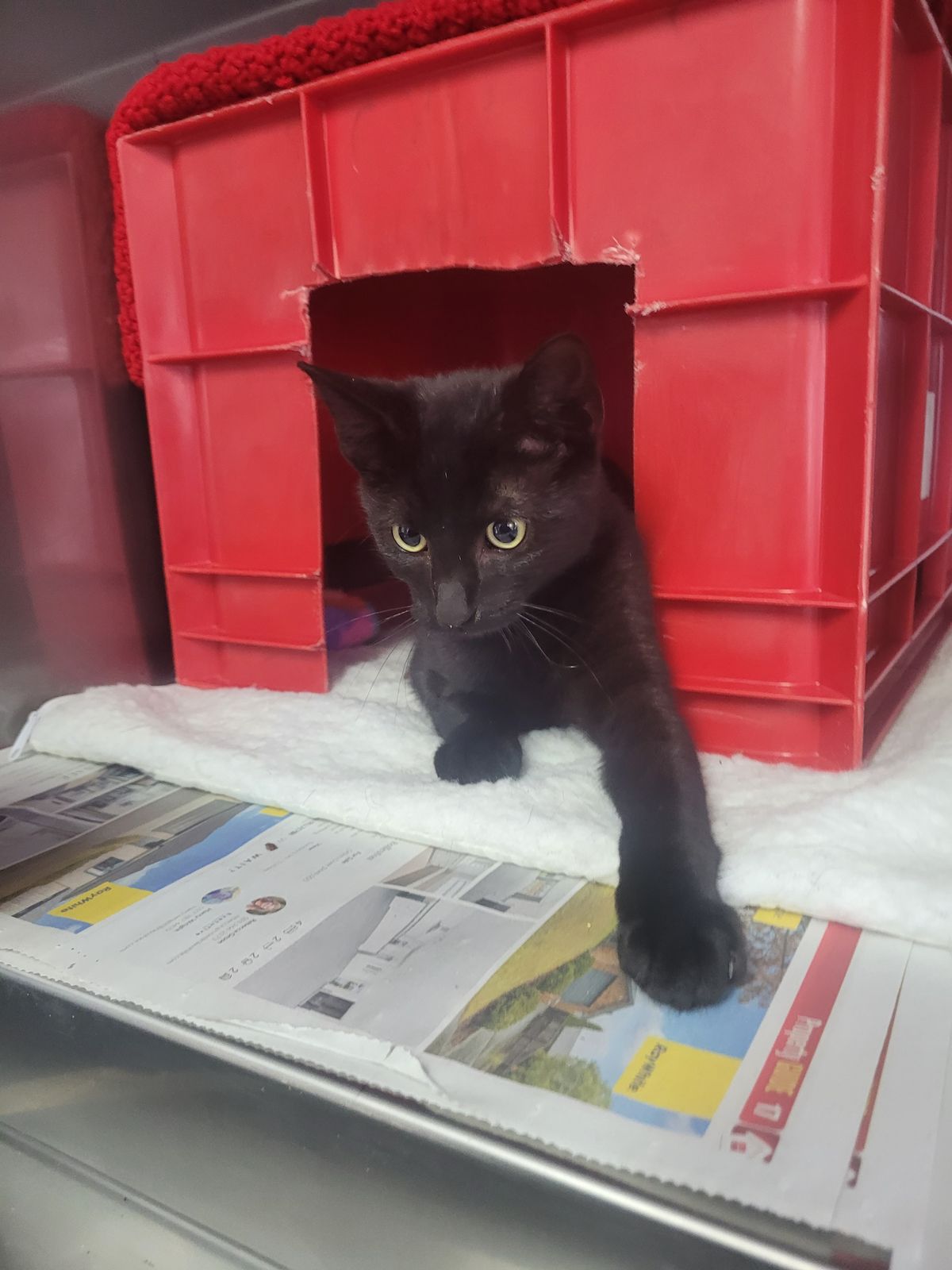 Gallery image: Ralph